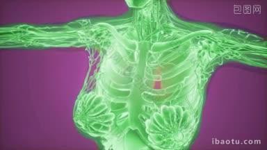 乳腺癌诊断 mammogram radio imaging